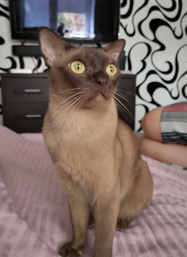 Котовторник 05/11/2024