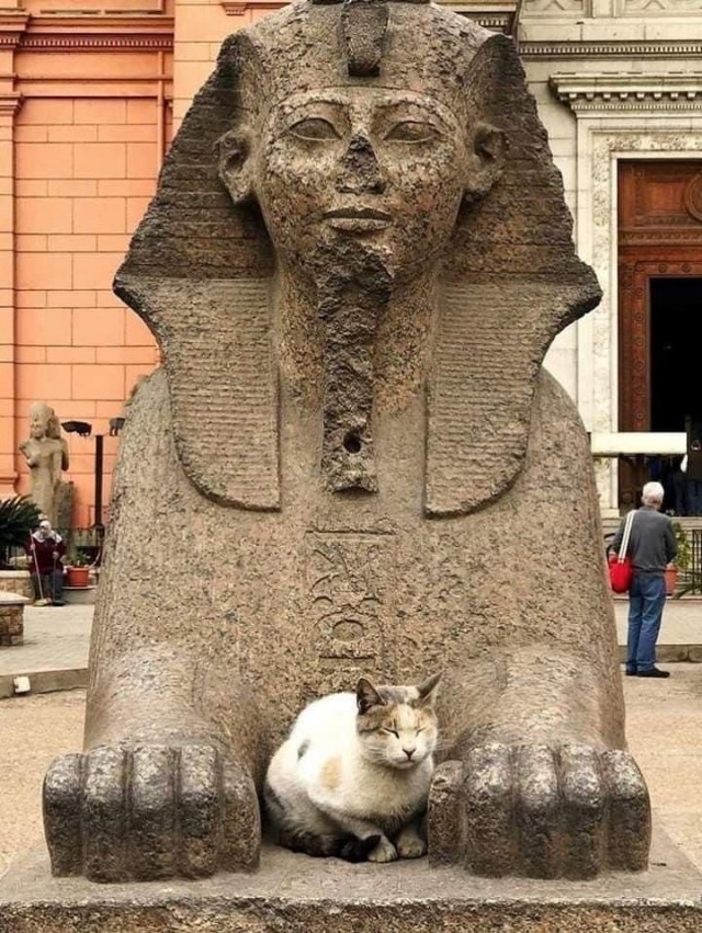 Кошки на развалинах города Помпеи