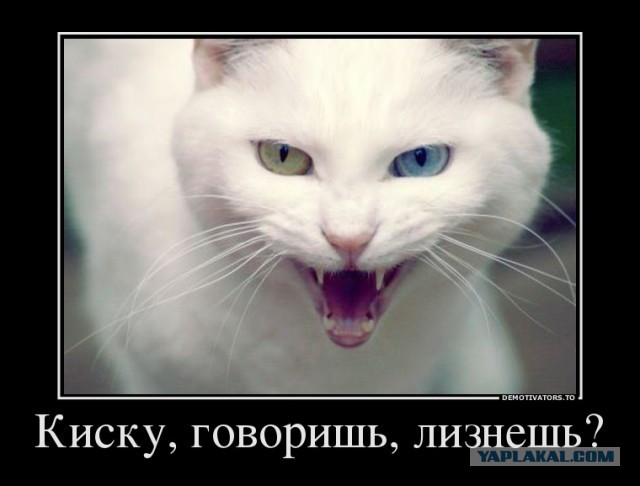 Девушки - ваша киска в зоне риска