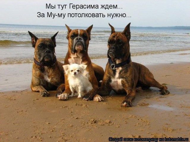 Котэ, совэ и все-все-все