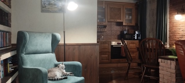 Котовторник продолжается
