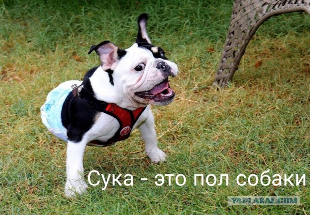 Деградильня