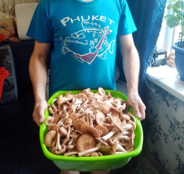 Ходили брить деревья