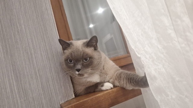 К котовторнику. Моя Сиамка
