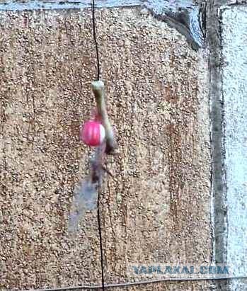 Ведьмина погремушка