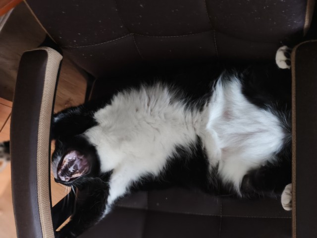 Котовторник.Наши модели