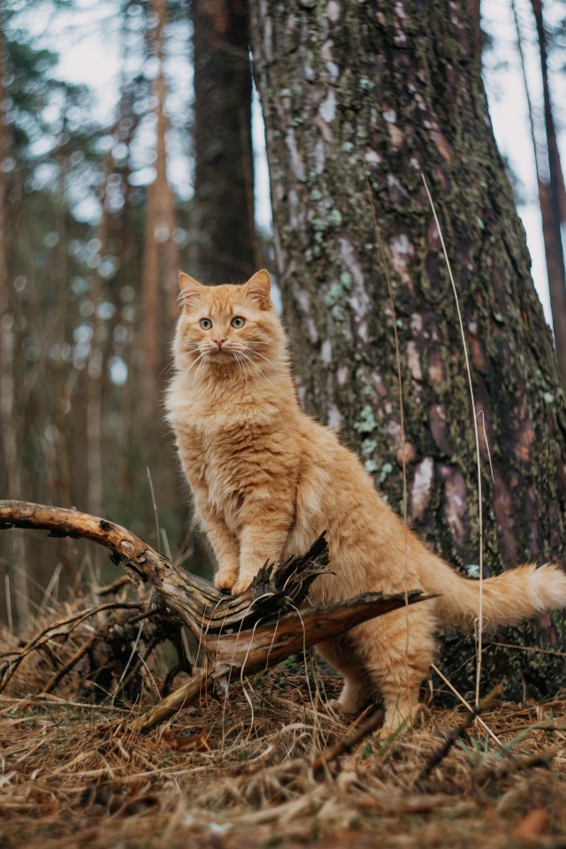 Лесной страж (котовторник)