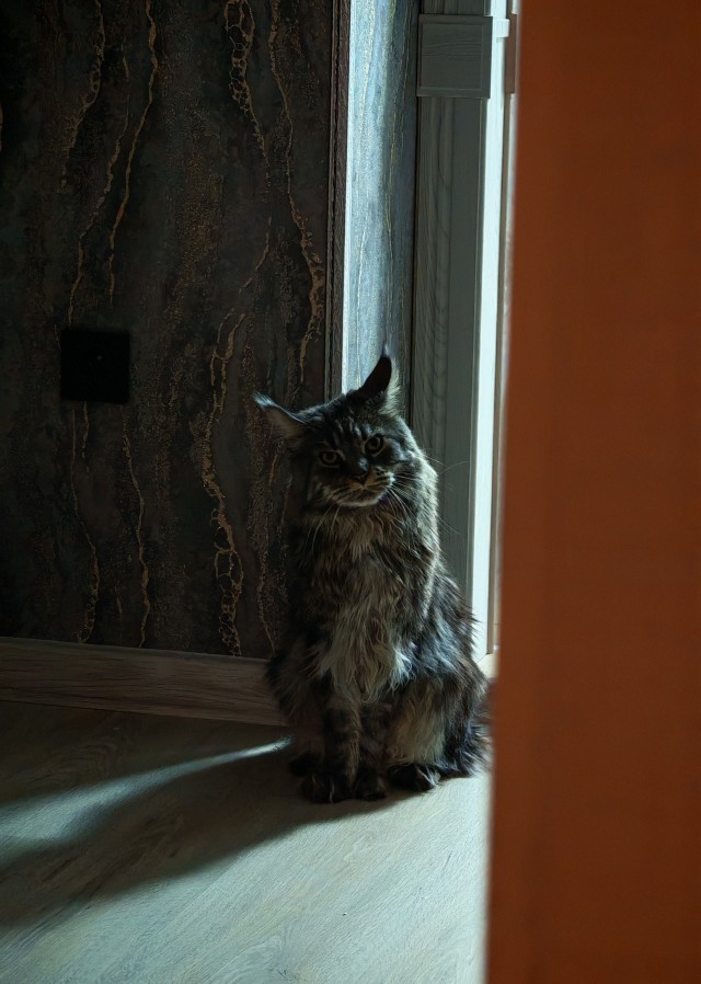 Котовторник 21.10.2025