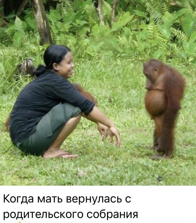 Веселое настроение в картинках