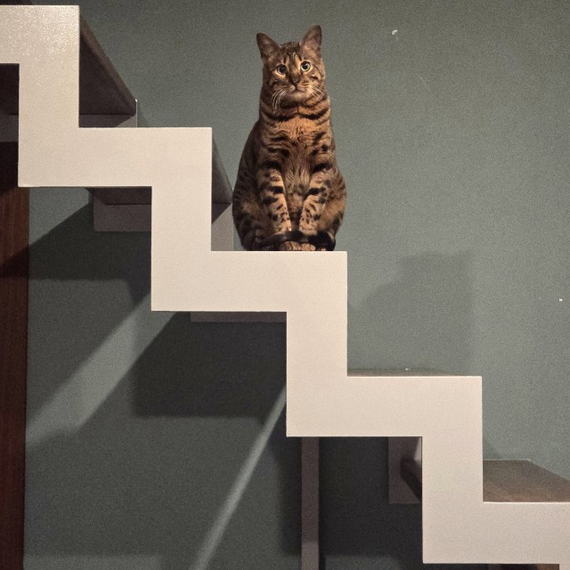 А я, допустим