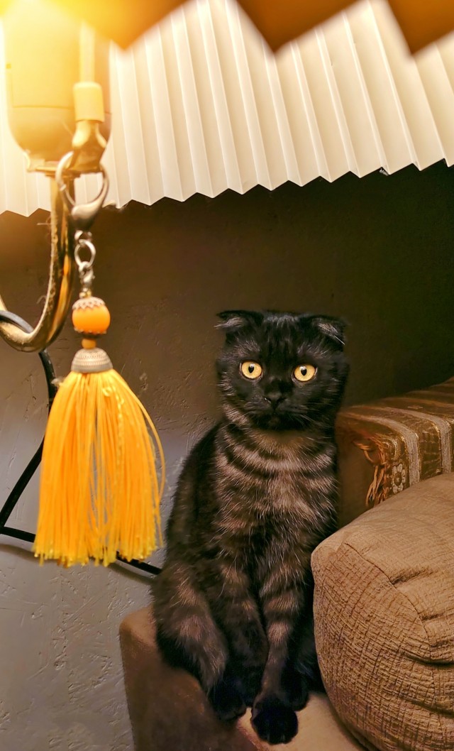 Котофторник жеж