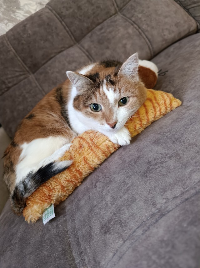 Котовторник же!
