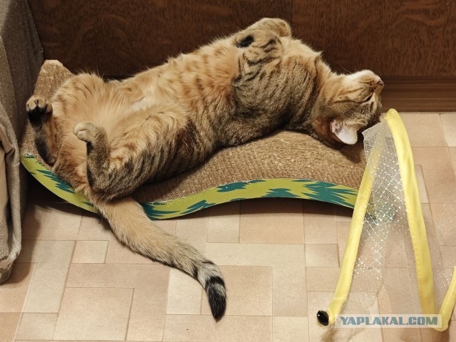Котовторник же, хватит спать!