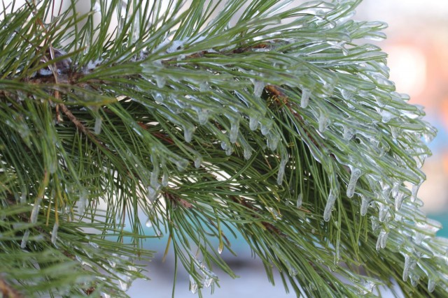 Ледяной дождь 03.05.24 (Лен.обл)