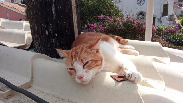 Крымский котик⁠