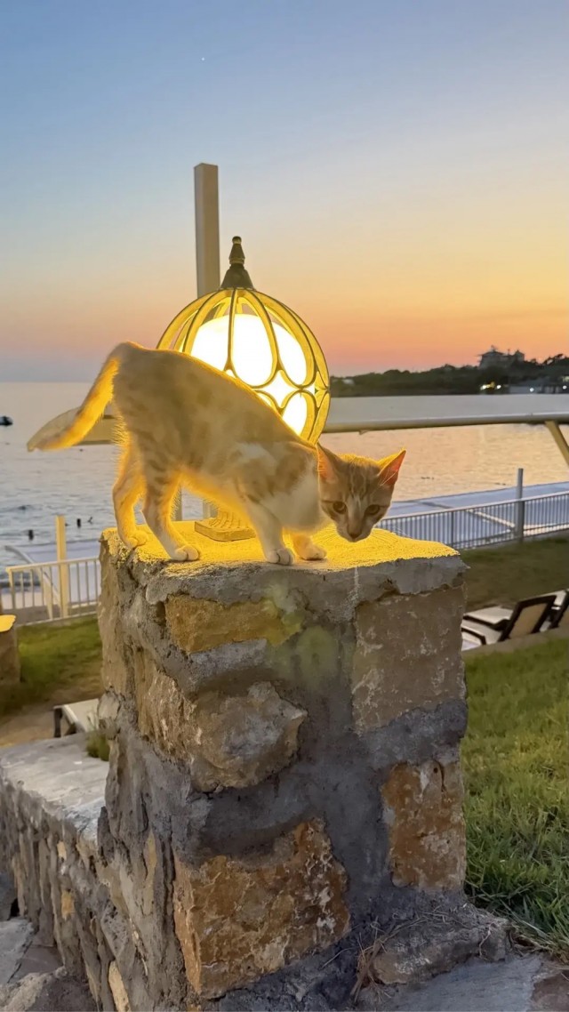 Турецкий котоламп)