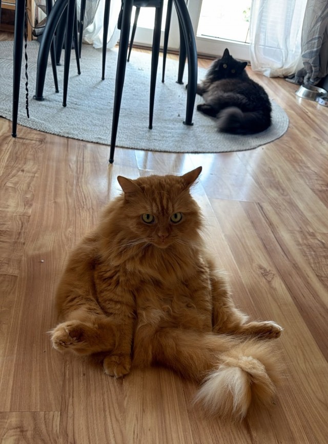 Фотки красивого кота.