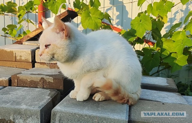 Васька, он же Рыжик, он же Персик. А по факту - дворовый Рыжеплут и прохиндей