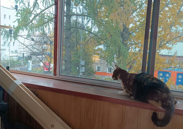 К-котовторник