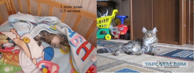 Коты и время