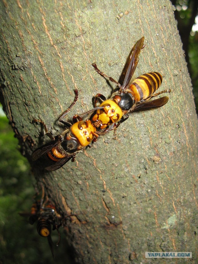 Шершень (Vespa crabro)