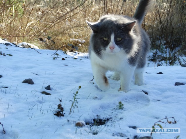 Котовторник  10.12.2013