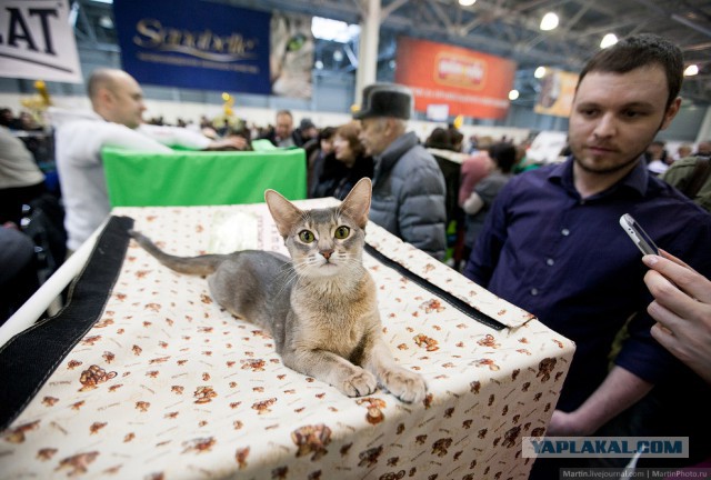 Международная выставка кошек Кэтсбург 2014