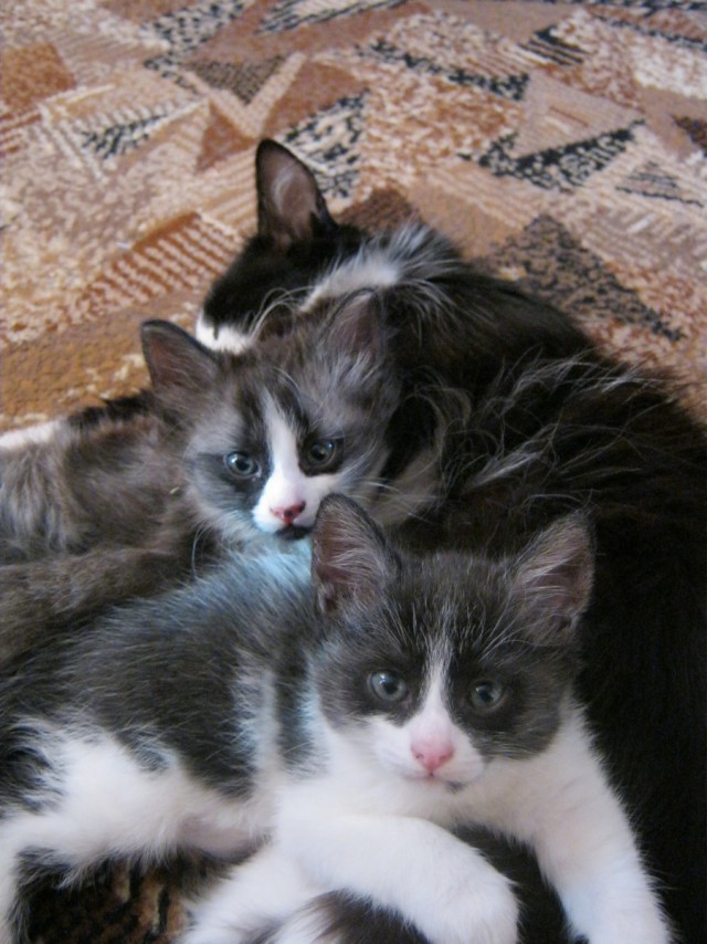 Котовторник 04.03.2014