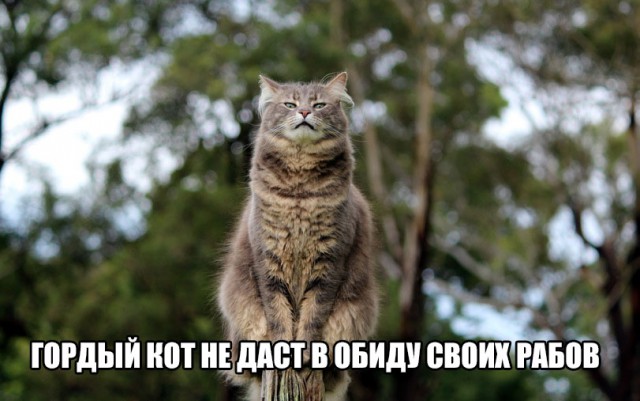 Кот спас мальчика от нападения собаки
