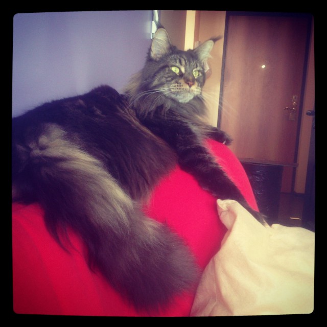 Котовторник 20.05.2014