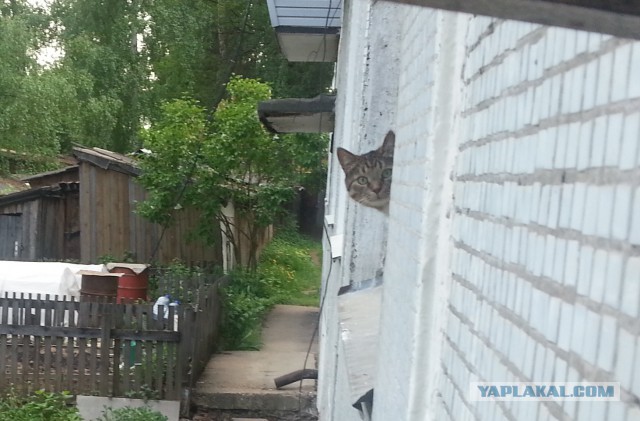 Котовторник 27.5.2014