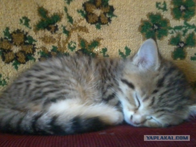 Котовторник 10.06.2014