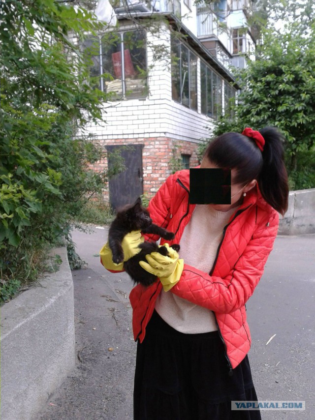 Котовторник 24.06.2014