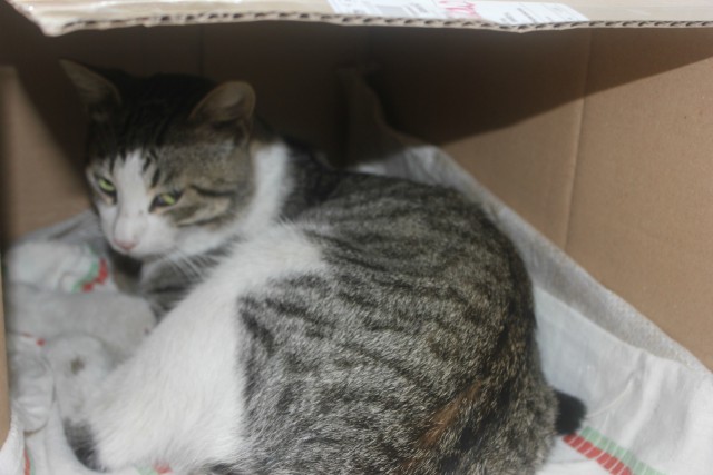 Как я котана выручал