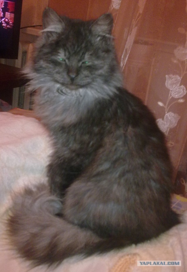 Котовторник 26.08.14.