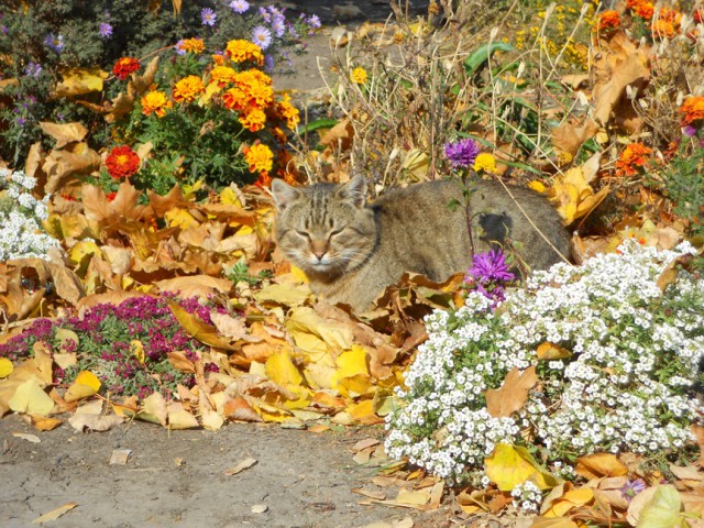 Котовторник 28.10.2014