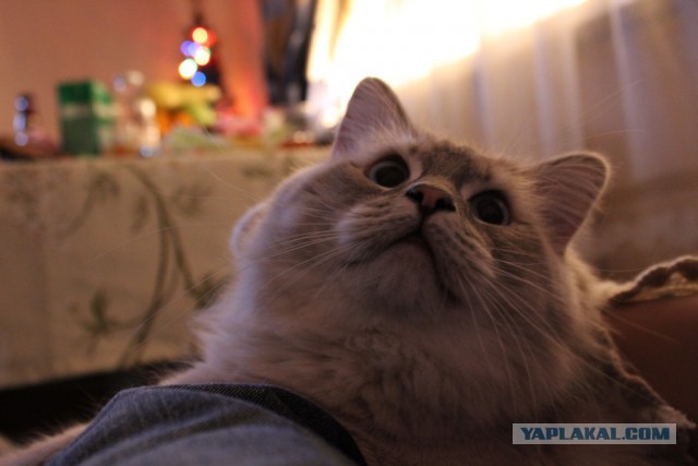Котовторник