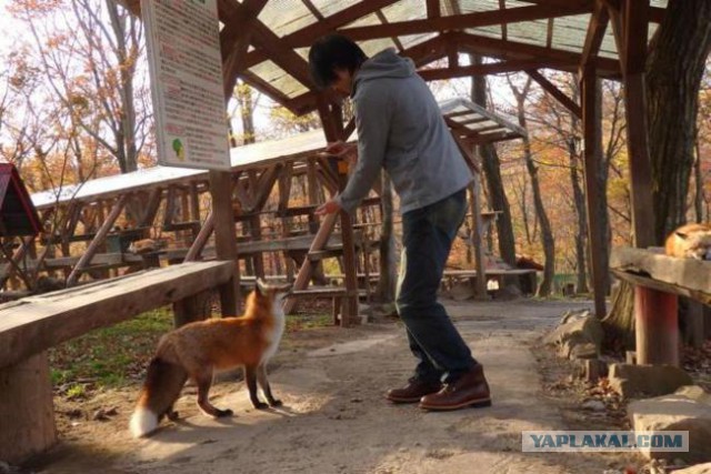 Храм лисичек