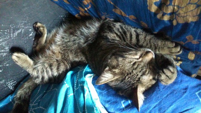 Котовоскресенье