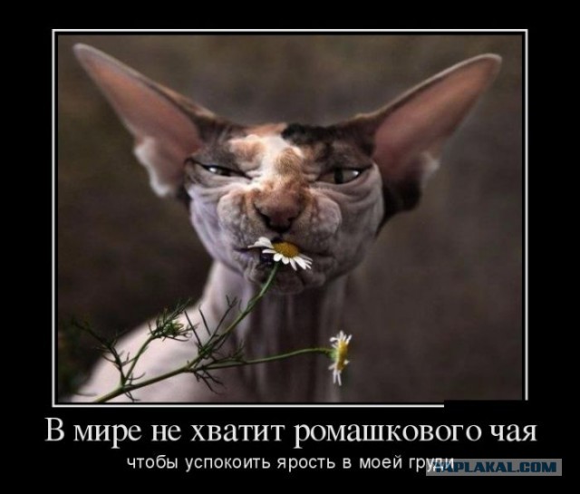 Подборка демотиваторов