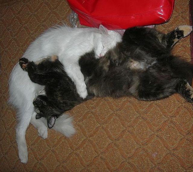 Как спят кошки....