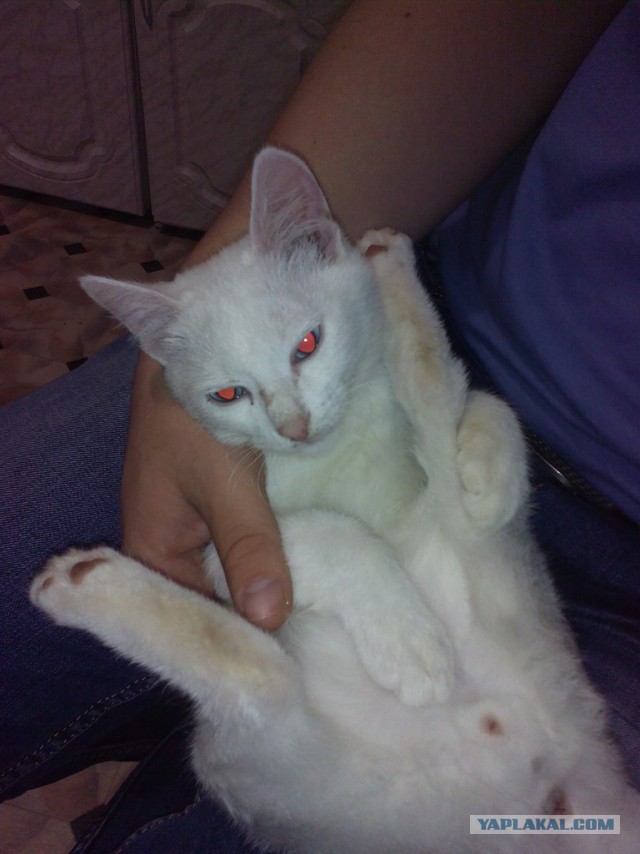 Котовторник 29-09-2015,