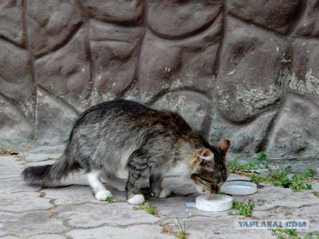 Котовторник 17.11.2015