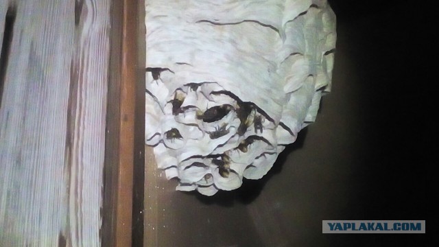 Не бойтесь шершней!