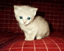 Коты, кошки, котята