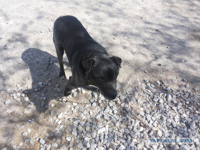 Второе спасение Жопика