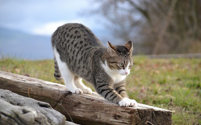 Котовторник 03.05.2016