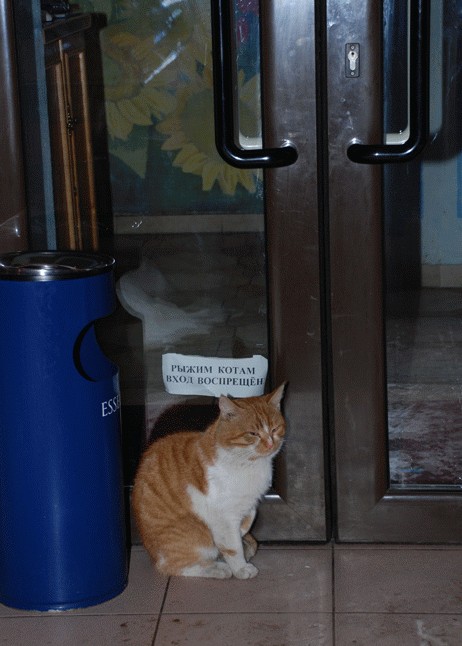 Коты, кошки, котята