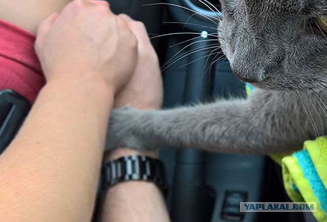 Умирающий кот держит за руку своих владельцев во время своей последней поездки к врачу