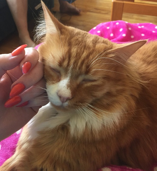 Коты из сети